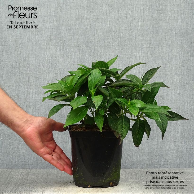 Exemplaar van Hydrangea serrata Tiara - Berghortensia Pot van 2 l/3 l zoals geleverd in de herfst