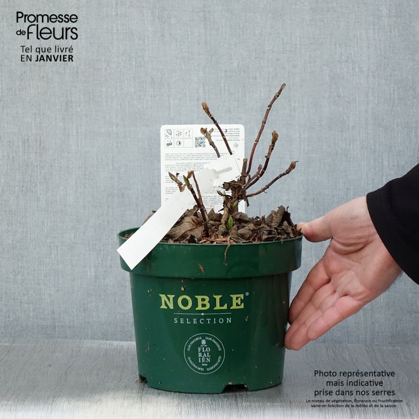 Example of Hortensia - Hydrangea serrata Veerle Pot van 3 l/4 l as you get in hiver