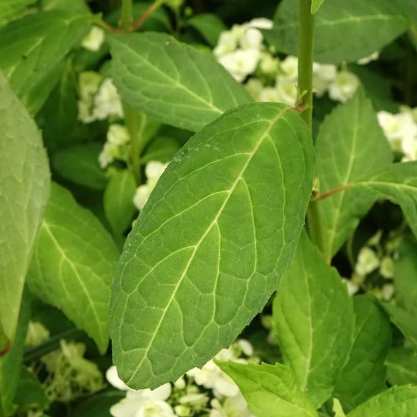 Hydrangea serrata White on White - Bolhortensia (Blad)