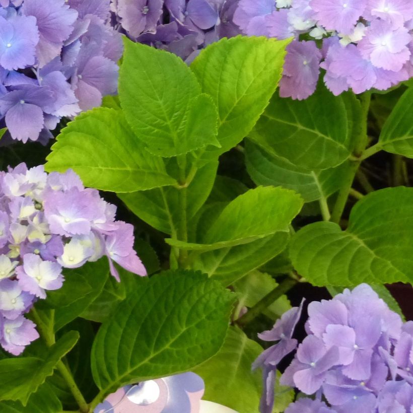 Hydrangea macrophylla L.A Dreamin Lindesy Ann - Bolhortensia (Blad)
