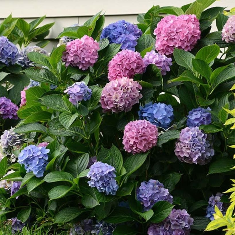 Hydrangea macrophylla L.A Dreamin Lindesy Ann - Bolhortensia (Bloei)