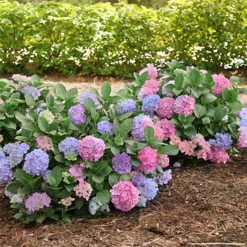 Hydrangea macrophylla L.A Dreamin Lindesy Ann - Bolhortensia (Groeiplaats)