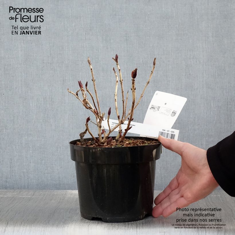 Example of Boerenhortensia Alpenglühen Pot van 2 l/3 l as you get in hiver
