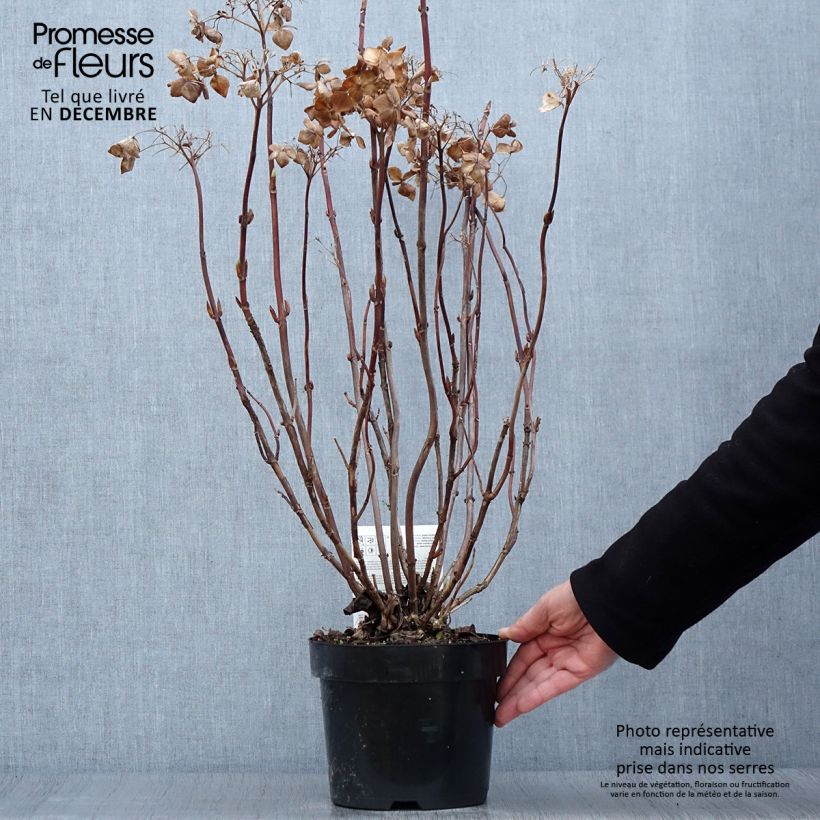 Exemplaar van Hydrangea macrophylla Cloudi - Bolhortensia Pot van 3 l/4 l zoals geleverd in de herfst