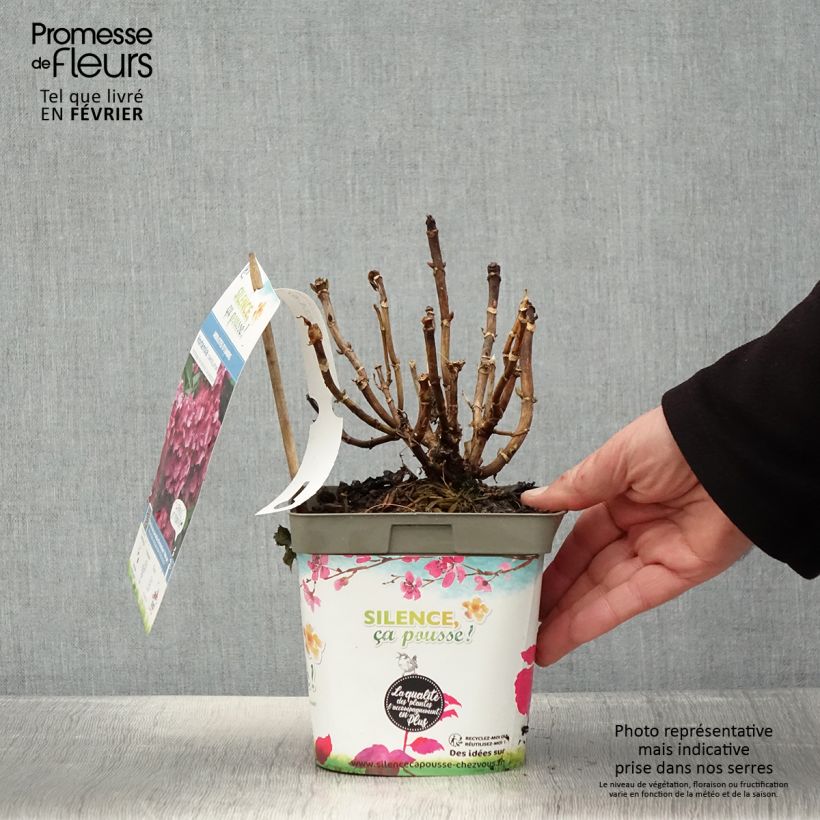 Example of Hortensia macrophylla Constellation Pot van 2 l/3 l as you get in hiver