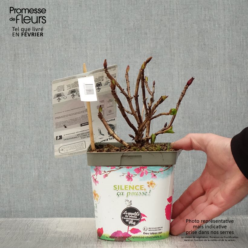 Example of Hortensia macrophylla Eughen Hahn Pot van 2 l/3 l as you get in hiver