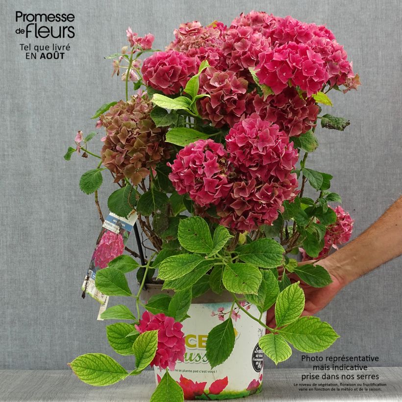 Exemplaar van Hydrangea macrophylla Eughen Hahn - Bolhortensia Pot van 7,5 l/10 l zoals geleverd in de zomer