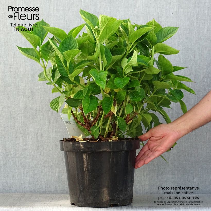 Exemplaar van Hydrangea macrophylla King George V - Boerenhortensia Pot van 7,5 l/10 l zoals geleverd in de zomer