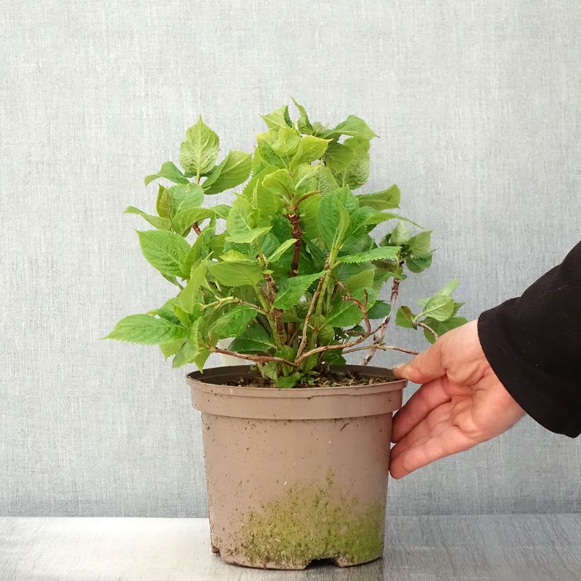Exemplaar van Hydrangea macrophylla Lanarth White - Schermhortensia Pot van 2 l/3 l zoals geleverd in de lente