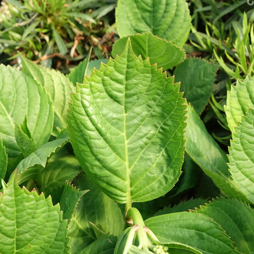 Hydrangea macrophylla Madame Plumecoq - Boerenhortensia (Blad)