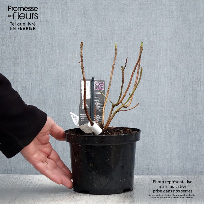 Example of Hortensia macrophylla Mariesii Perfecta Pot van 2 l/3 l as you get in hiver