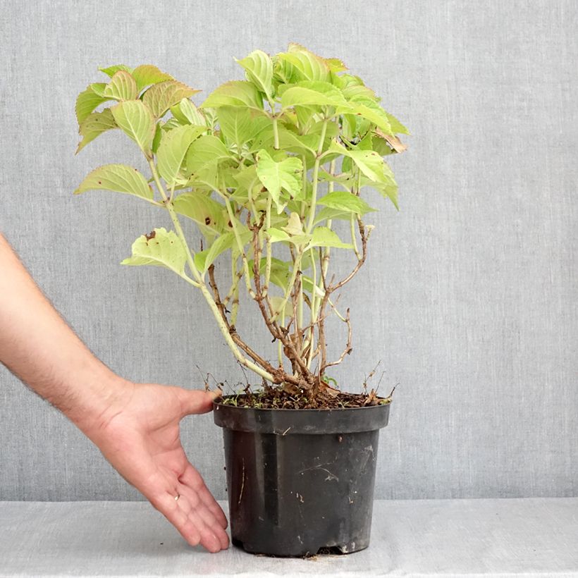 Exemplaar van Hydrangea macrophylla Rotkehlchen - Boerenhortensia Pot van 2 l/3 l zoals geleverd in de zomer