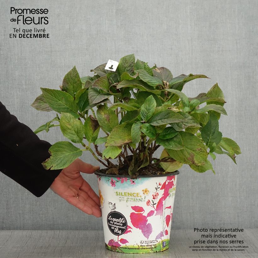 Exemplaar van Hydrangea macrophylla Stellar Bleu - Bolhortensia Pot van 4 l/5 l zoals geleverd in de herfst