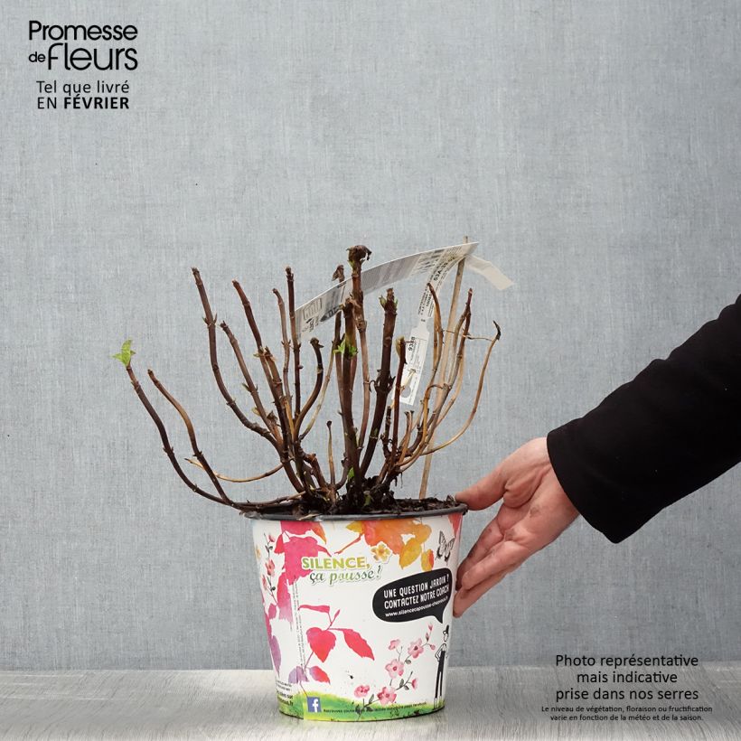 Example of Hortensia macrophylla Stellar Bleu Pot van 4 l/5 l as you get in hiver