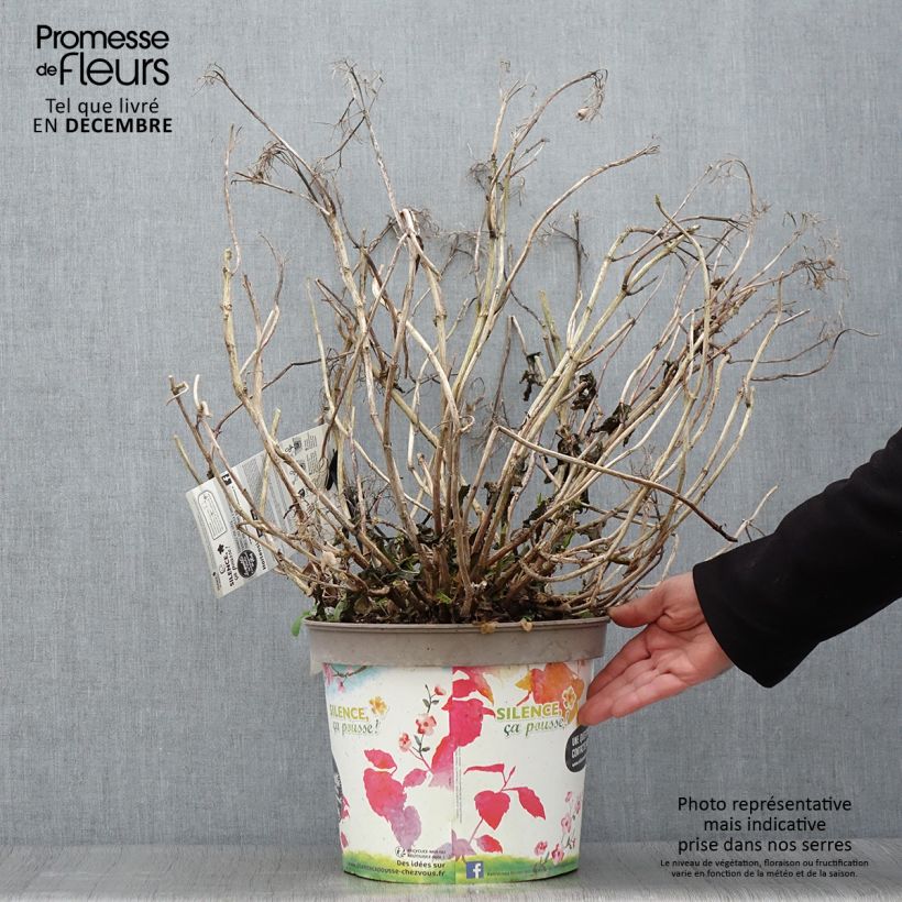Exemplaar van Hydrangea macrophylla Stellar Bleu - Bolhortensia Pot van 7,5 l/10 l zoals geleverd in de herfst