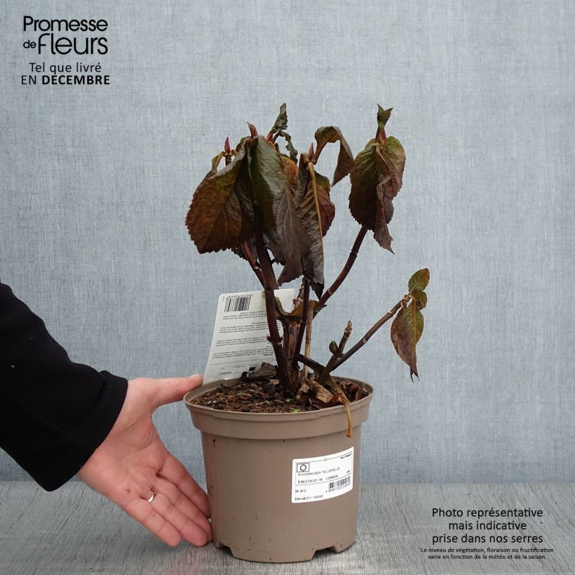 Exemplaar van Schermhortensia Teller Blue - Schermhortensia Pot van 2 l/3 l zoals geleverd in de herfst