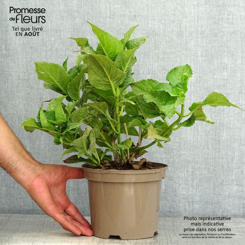 Exemplaar van Schermhortensia Teller Blue - Schermhortensia Pot van 2 l/3 l zoals geleverd in de zomer