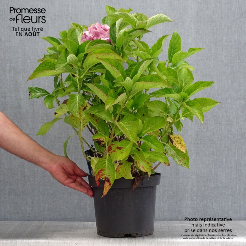 Exemplaar van Schermhortensia Teller Blue - Schermhortensia Pot van 7,5 l/10 l zoals geleverd in de zomer