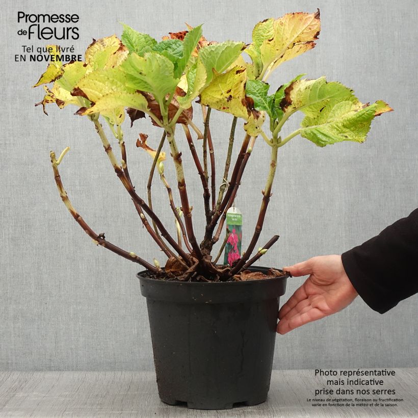 Exemplaar van Hydrangea macrophylla Teller Red -  - Schermhortensia Pot van 7,5 l/10 l zoals geleverd in de herfst