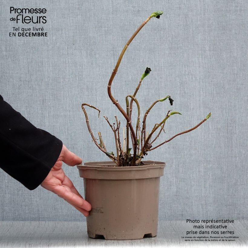 Exemplaar van Schermhortensia White Wave - Schermhortensia Pot van 2 l/3 l zoals geleverd in de herfst