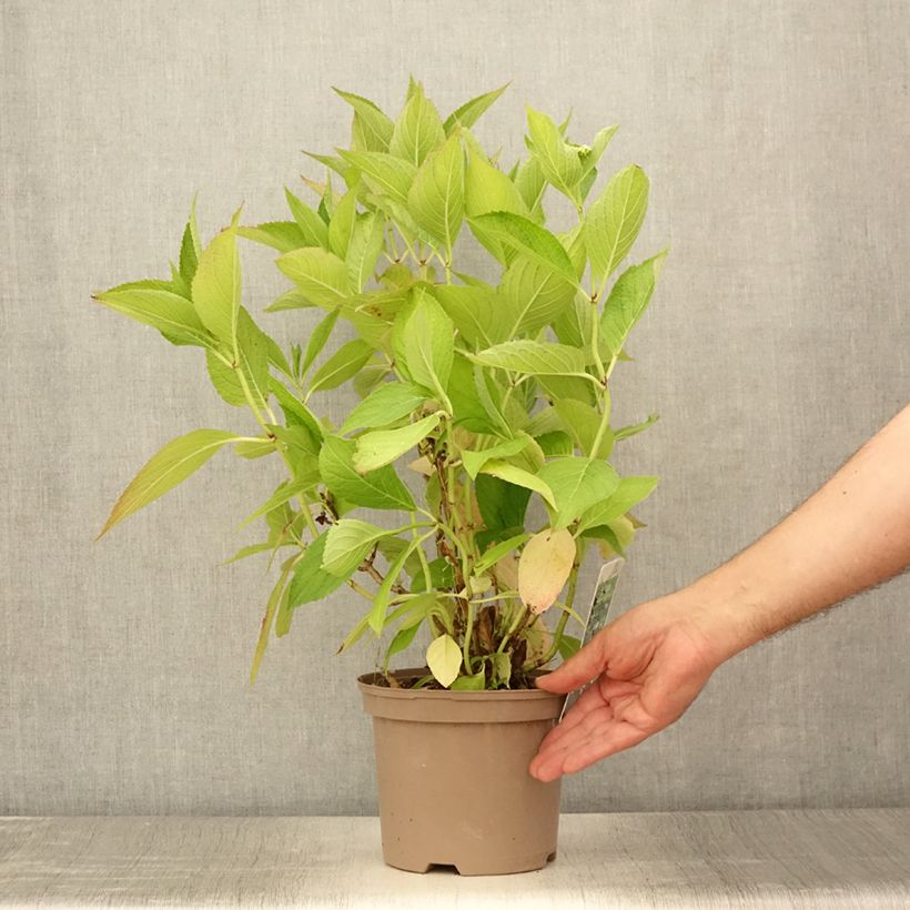 Exemplaar van Schermhortensia White Wave - Schermhortensia Pot van 2 l/3 l zoals geleverd in de zomer