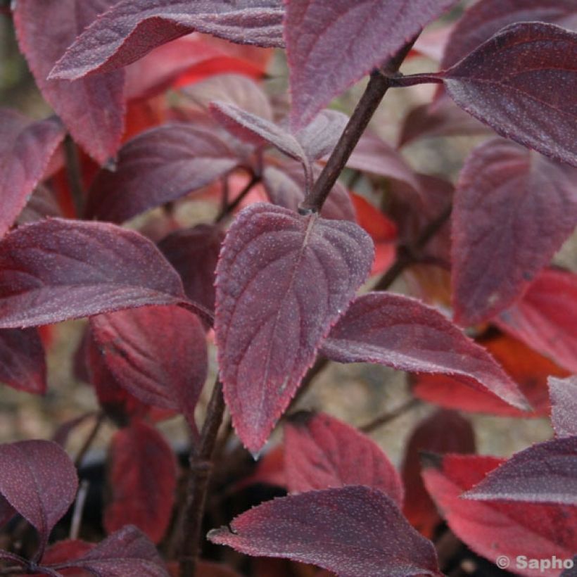 Hydrangea paniculata Diamant Rouge - Pluimhortensia (Foliage)