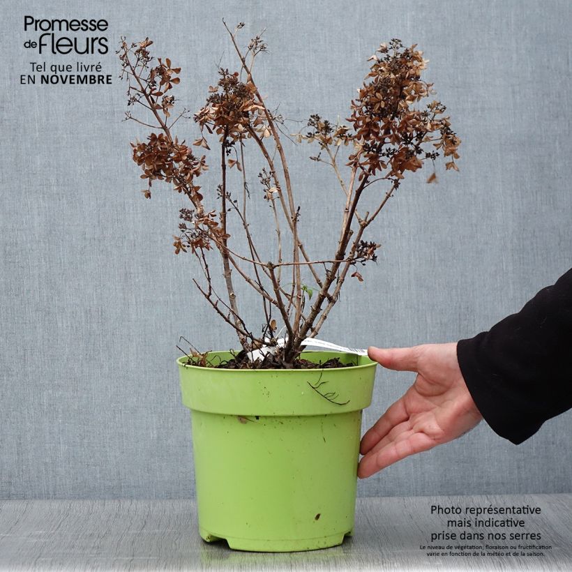 Exemplaar van Hydrangea paniculata Little Spooky - Dwergpluimhortensia Pot van 3 l/4 l zoals geleverd in de herfst