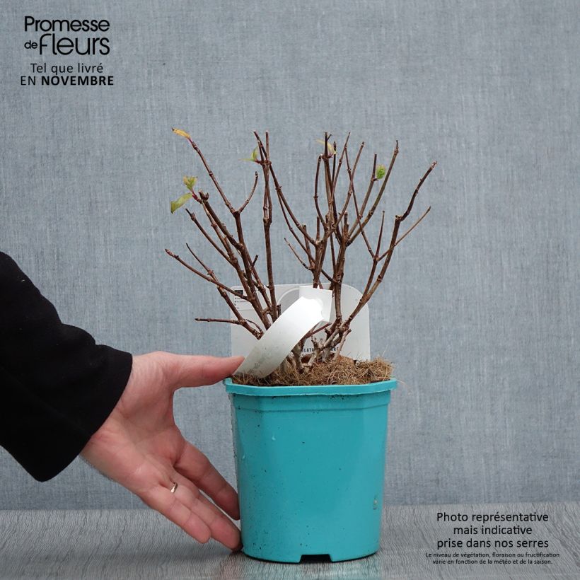Exemplaar van Hydrangea paniculata Petite Star - Dwergpluimhortensia Pot van 4 l/5 l zoals geleverd in de herfst