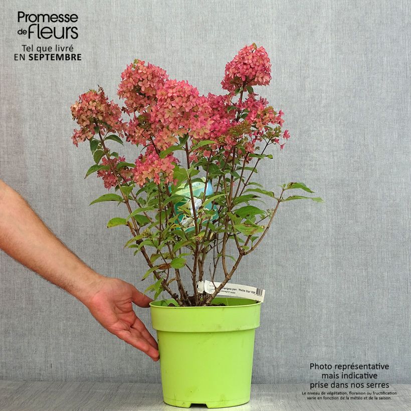 Exemplaar van Hydrangea paniculata Petite Star - Dwergpluimhortensia Pot van 4 l/5 l zoals geleverd in de zomer