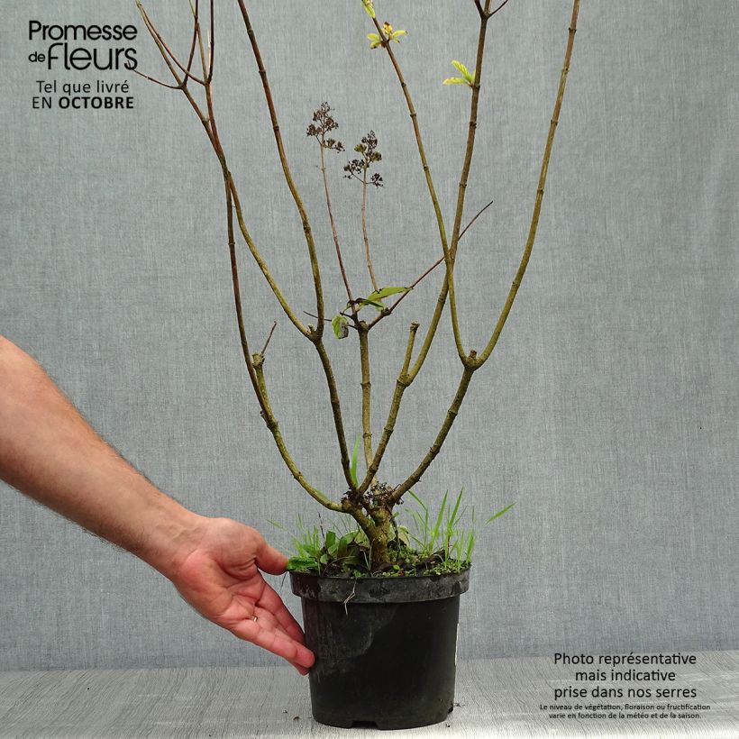 Exemplaar van Hydrangea paniculata Pink diamond - Pluimhortensia Pot van 2 l/3 l zoals geleverd in de herfst