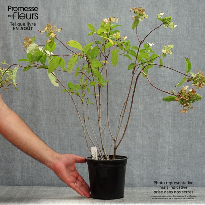 Exemplaar van Hydrangea paniculata Tardiva - Pluimhortensia Pot van 2 l/3 l zoals geleverd in de zomer