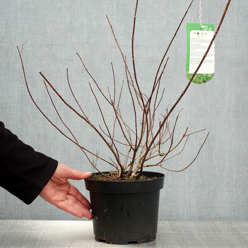 Exemplaar van Hydrangea paniculata Tardiva - Pluimhortensia Pot van 2 l/3 l zoals geleverd in de lente