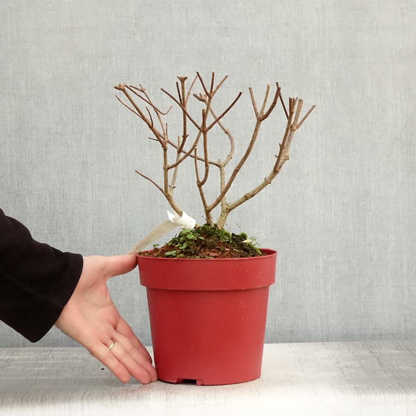Exemplaar van Hydrangea paniculata Bloody Marie - Pluimhortensia Pot van 3 l/4 l zoals geleverd in de herfst