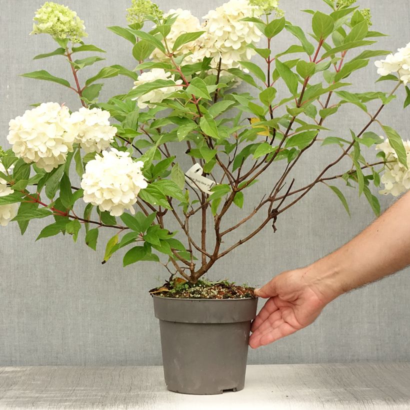 Exemplaar van Hydrangea paniculata Bloody Marie - Pluimhortensia Pot van 3 l/4 l zoals geleverd in de zomer