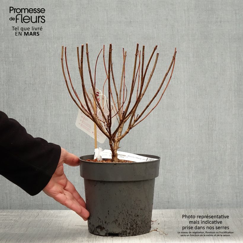 Exemplaar van Hydrangea paniculata Bloody Marie - Pluimhortensia Pot van 3 l/4 l zoals geleverd in de lente