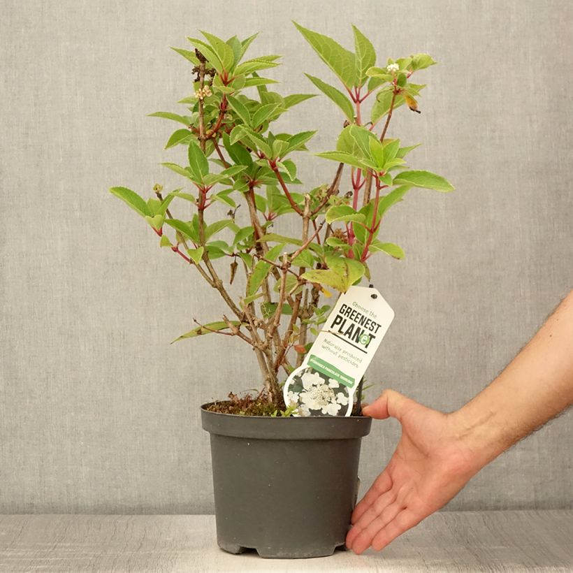 Exemplaar van Hydrangea paniculata Dharuma - Dwergpluimhortensia Pot van 2 l/3 l zoals geleverd in de zomer