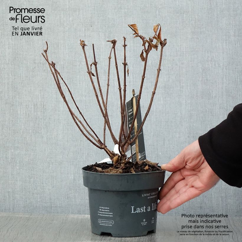 Example of Hydrangea paniculata Living Pinky Promise - Pluimhortensia Pot van 2 l/3 l as you get in hiver