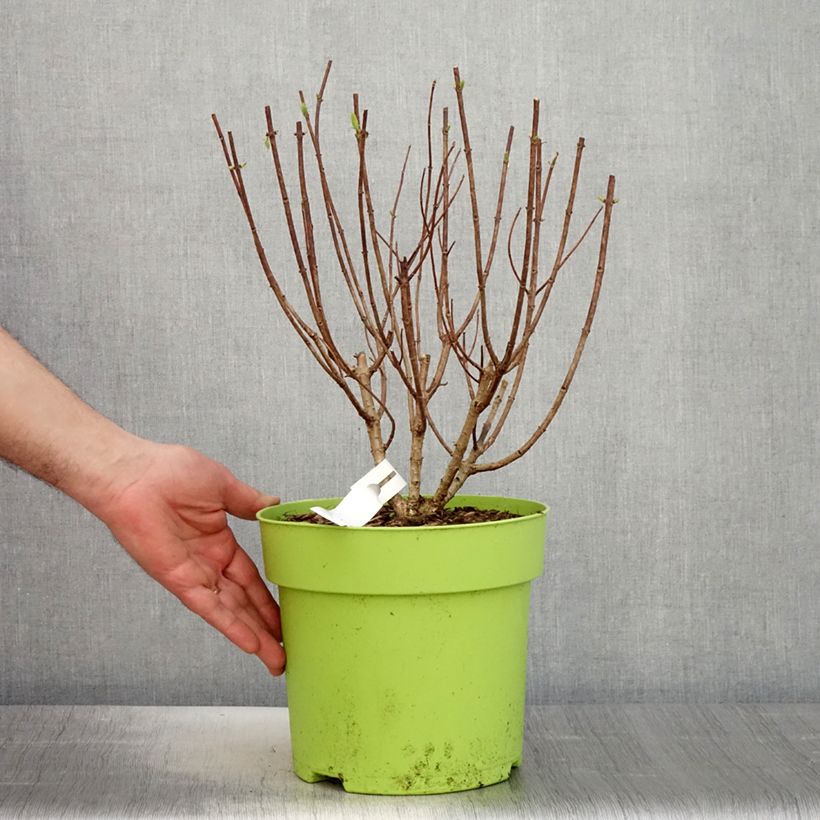 Exemplaar van Hydrangea paniculata Pandora - Pluimhortensia Pot van 6 l/7 l zoals geleverd in de lente