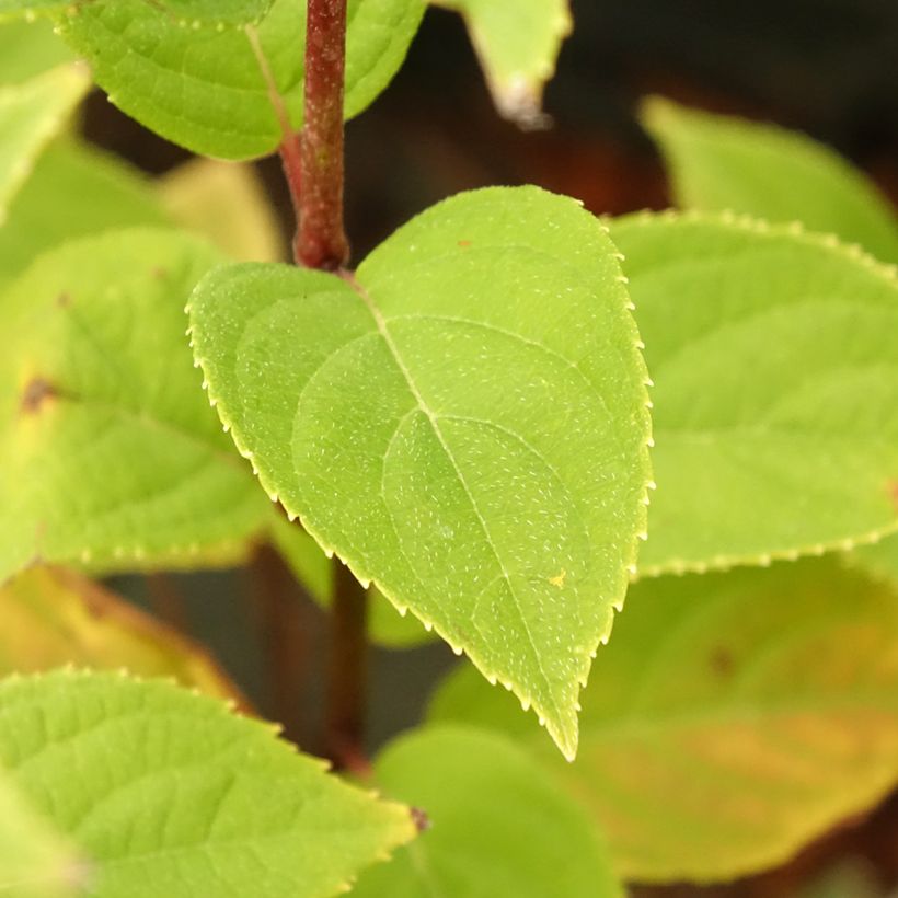 Hydrangea paniculata Pandora - Pluimhortensia (Blad)
