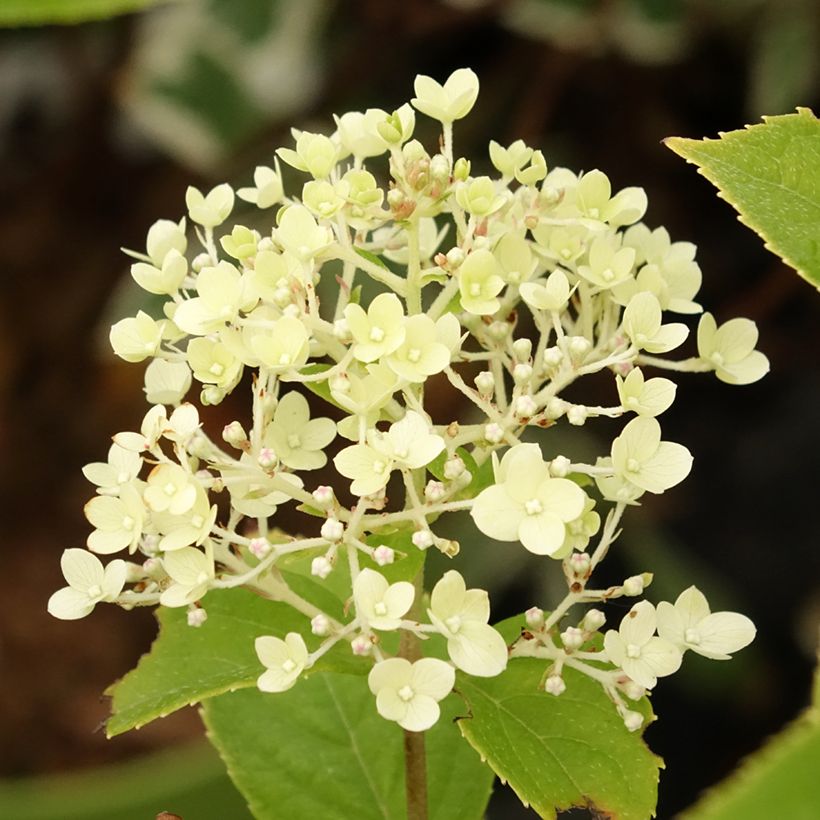 Hydrangea paniculata Pandora - Pluimhortensia (Bloei)