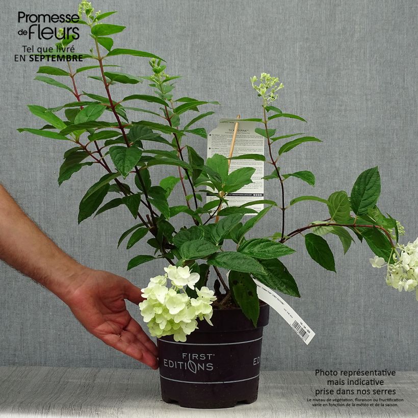 Exemplaar van Hydrangea paniculata Tickled Pink - pluimhortensia Pot van 2 l/3 l zoals geleverd in de herfst