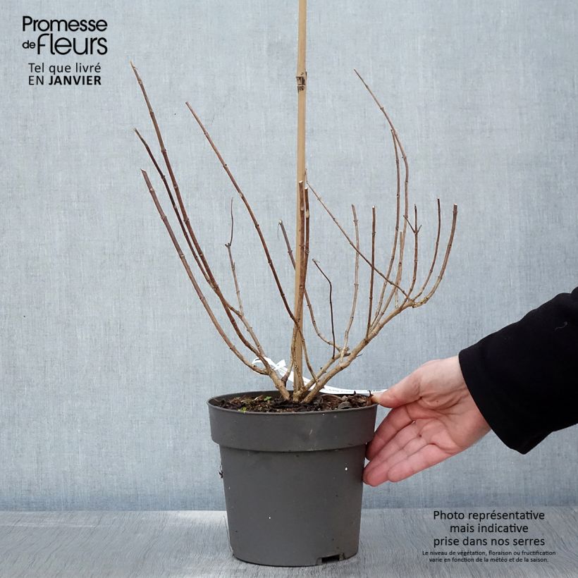 Example of Hydrangea paniculata Little Fresco-  Hortensia paniculé nain Pot van 3 l/4 l as you get in hiver