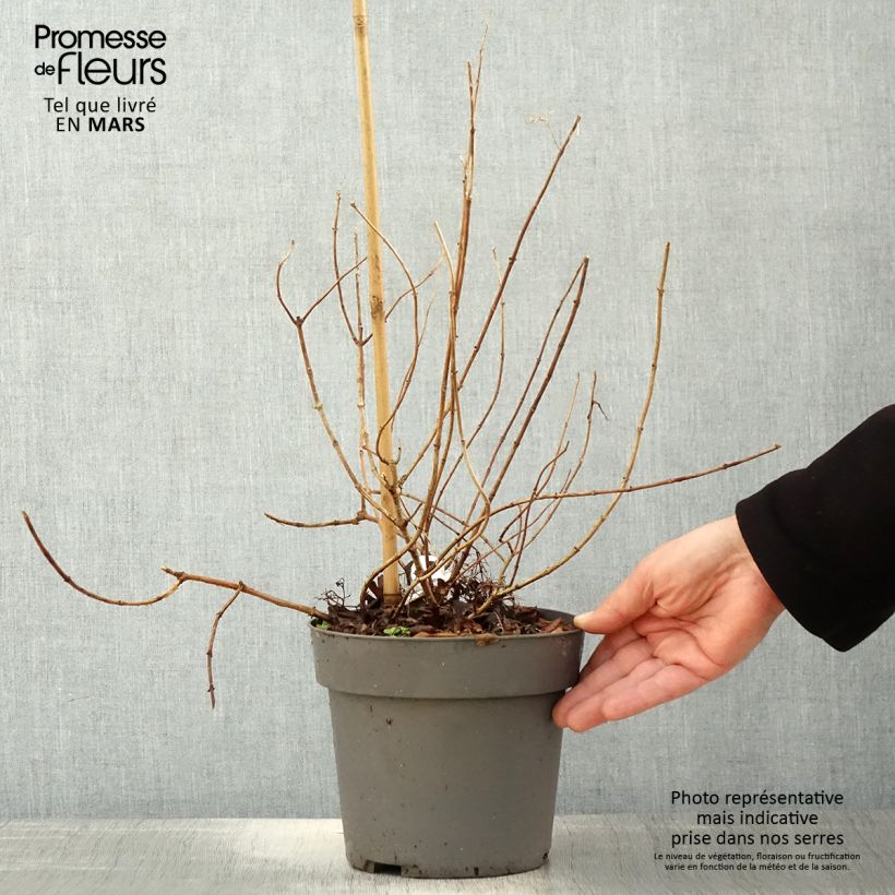 Exemplaar van Hydrangea paniculata Little Fresco - Dwergpluimhortensia Pot van 3 l/4 l zoals geleverd in de lente