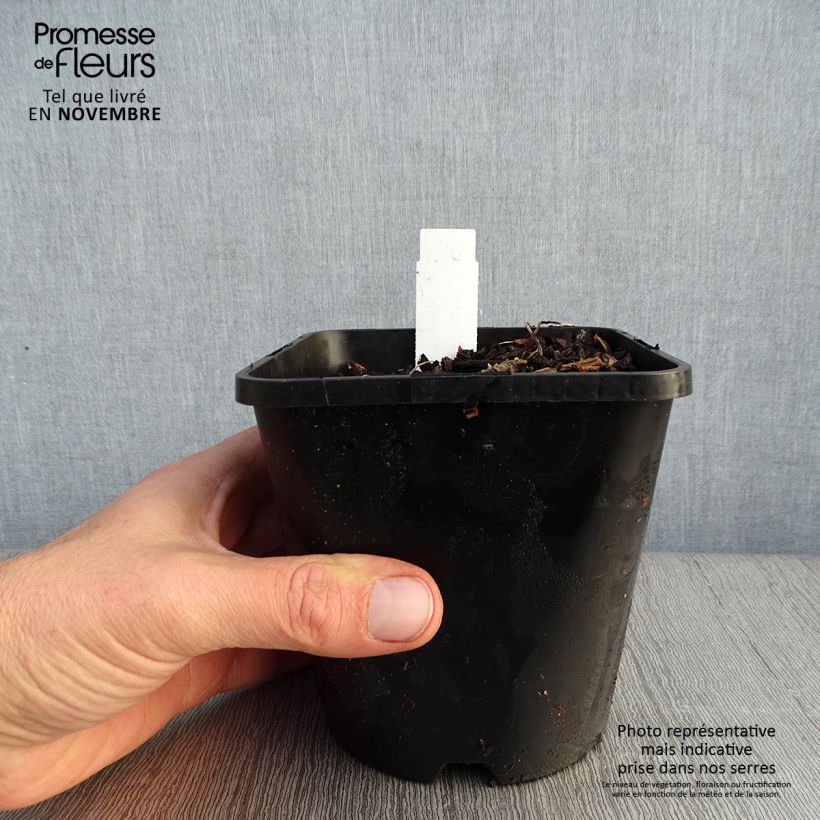 Exemplaar van Hosta Adorable - Hartlelie Pot van 1,5 l/2 l zoals geleverd in de herfst