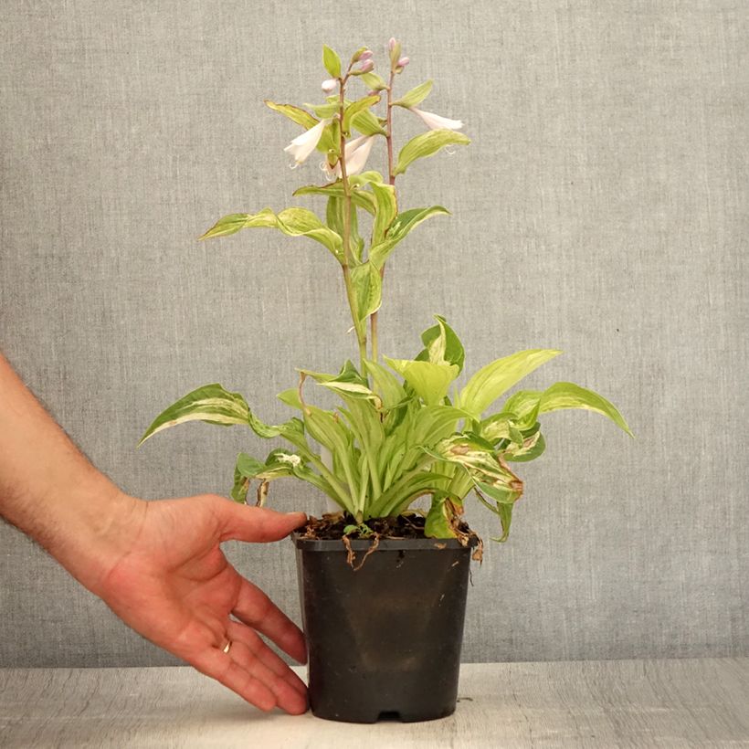 Exemplaar van Hosta Allegan Fog - Hartlelie Pot van 1,5 l/2 l zoals geleverd in de zomer