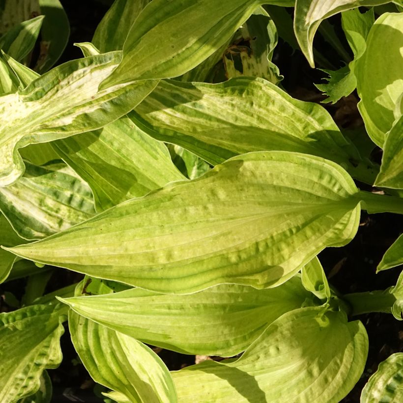Hosta Allegan Fog - Hartlelie (Blad)