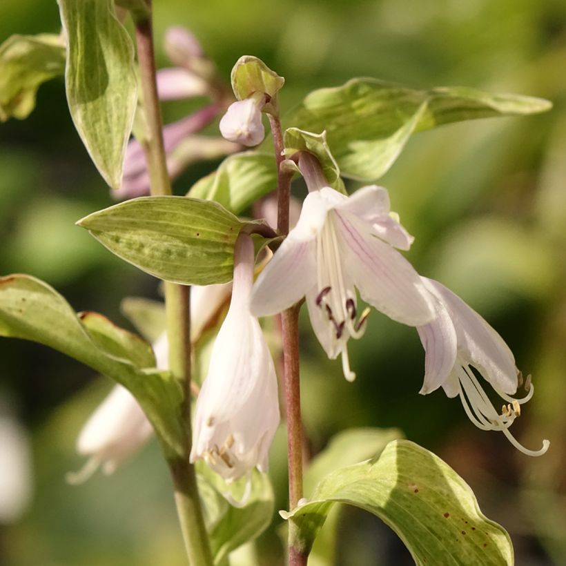 Hosta Allegan Fog - Hartlelie (Bloei)