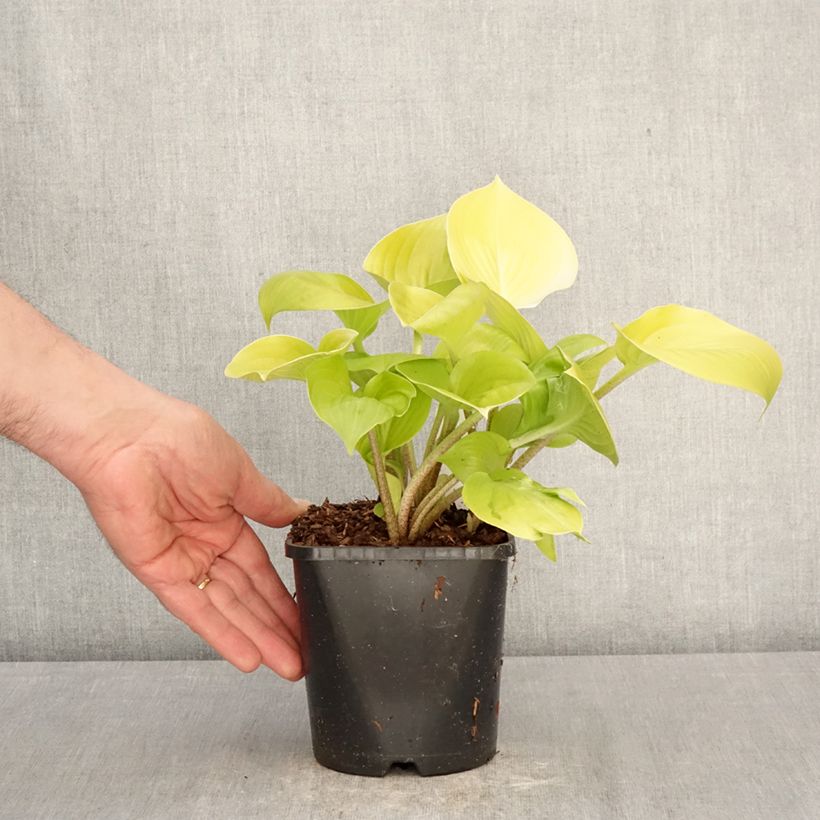 Exemplaar van Hosta Appletini Pot van 1,5 l/2 l zoals geleverd in de lente
