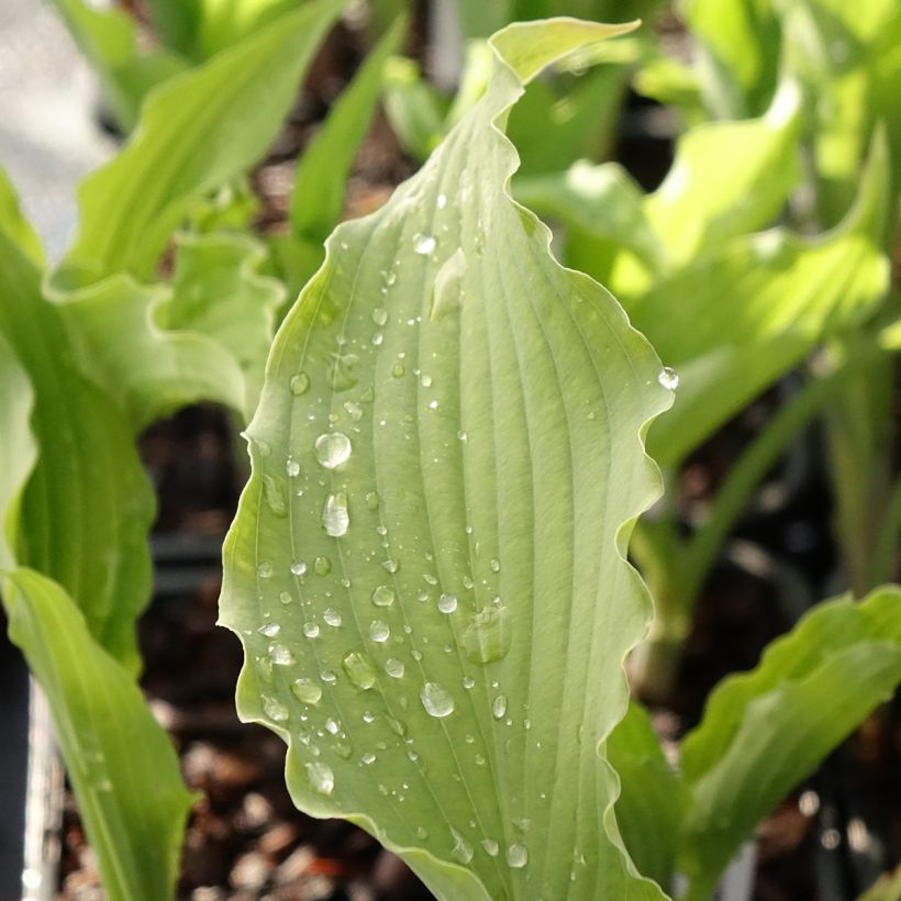 Hosta Atomic Elvis (Blad)