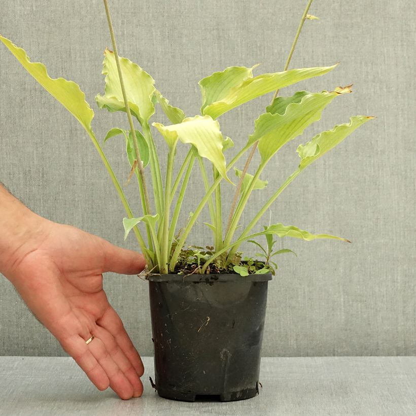 Exemplaar van Hosta Atomic Elvis Pot van 1,5 l/2 l zoals geleverd in de zomer